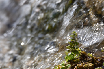 Small green plants soaked by the water of a waterfall