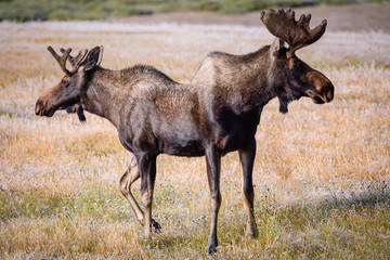 Fototapeta na wymiar Shiras Moose in Colorado. Shiras are the smallest species of Moose in North America