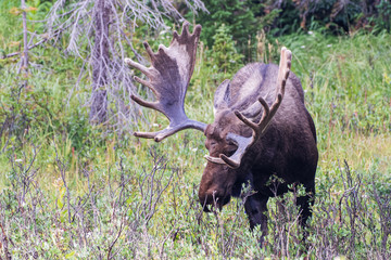Shiras Moose in Colorado. Shiras are the smallest species of Moose in North America