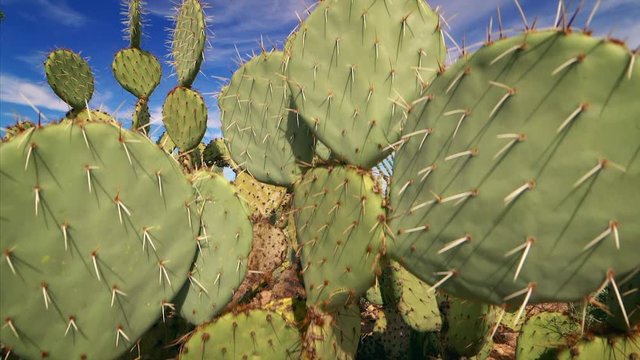 Saguaro National Park and Sonoran Desert landscape near Tucson, Arizona