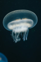 jellyfish in water © Alejandro