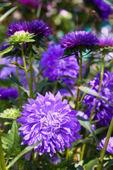Chrysanthemum flowers as a background close up. Pink and purple Chrysanthemums in autumn. Chrysanthemum wallpaper. Floral background. Selective focus.