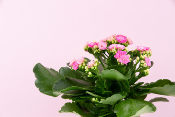 Spring concept. Flowers on pink background. Copy space.