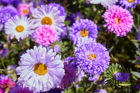 Chrysanthemum flowers as a background close up. Pink and purple Chrysanthemums in autumn. Chrysanthemum wallpaper. Floral background. Selective focus.