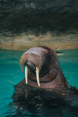 Walrus Posing