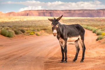 Wild burro in front of a scenic cinematic landscape, Arizona