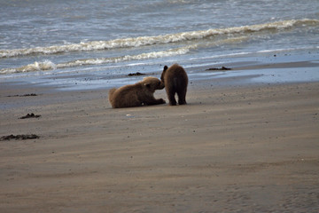 Twin Brown Bear cubs on the beach