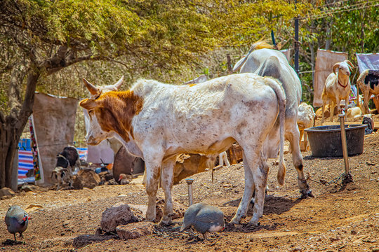 Cows, hens and goats in an African village near Dakar, Senegal. They're on a dirt road near the house.
