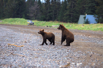 Twin bear cubs