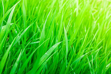 Fototapeta na wymiar Close up texture of fresh green grass on a meadow or field plain background. Vegetation has grown after the rain. Raindrops on the grass. Protecting the ecosystem and the environment.