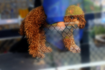 Poodle cut hair at the dog salon