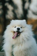portrait of a Samoyed  
