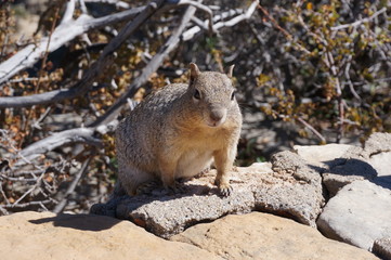 Naklejka premium grand canyon in America