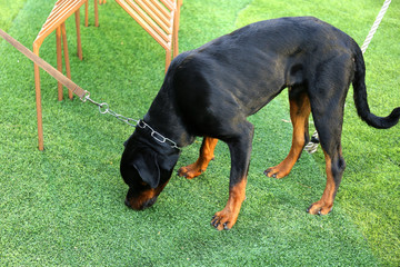 Rottweiler dog sniff the grass