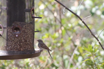 Birds at the feeder