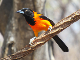 colorful bird on a branch
