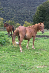 Fototapeta premium Bay horse in the meadow. Artiodactyl animals in the pasture. Juicy grass. A horse grazing in nature with a foal. Herd on the farm. Pregnant mare. Rural landscape.