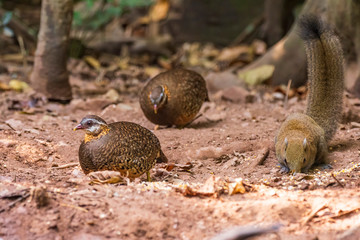 The Bar-backed Partridge (Arborophila brunneopectus) AKA Brown-breasted Hill-partridge is found in subtropical/tropical moist lowland forests and subtropical/tropical moist montane forests in SE Asia