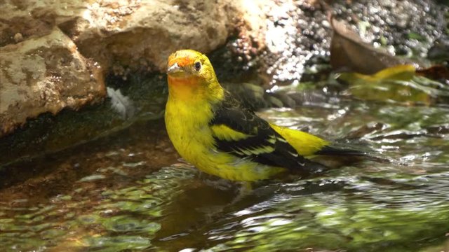 Male Western Tanager takes a bath by splashing in a creek in the Sonoran Desert, Arizona