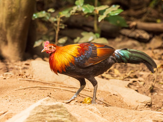 The Red Junglefowl (Gallus gallus) is thought to be the ancestor of the domestic chicken. The jungle fowl was domesticated over 5,000 years ago in Asia and has since spread around the world.