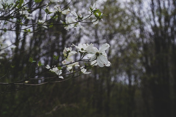 Floral background image. Graphic resource. White Dogwood flowers, trees, and woods.
