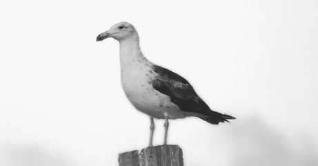 seagull on a blue sky background
