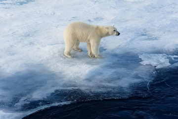 Obraz na płótnie Canvas Polar bear on an ice floe. Arctic predator