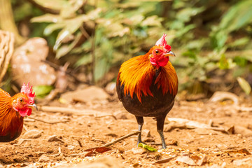 The Red Junglefowl (Gallus gallus) is thought to be the ancestor of the domestic chicken. The jungle fowl was domesticated over 5,000 years ago in Asia and has since spread around the world.