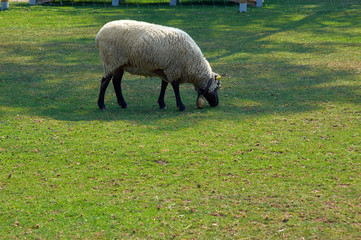 The sheep grazing on a pasture. Summer rural view of the sheep in the paddock.Bright and juicy rustic landscape with livestock.