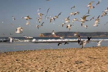 Terns in Flight in Coronado