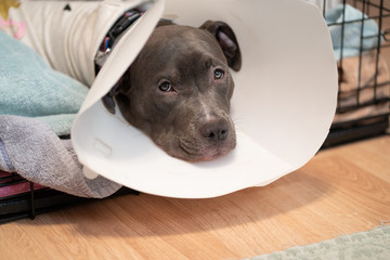 sad puppy must wear a cone