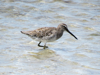 seagull on beach