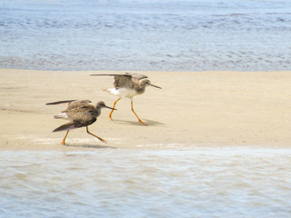 seagull on the beach