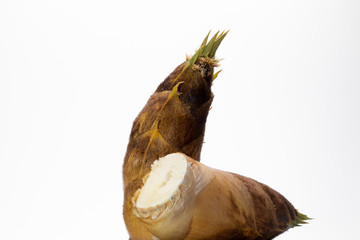 タケノコ　白背景