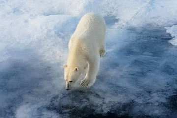 Fototapeta na wymiar Polar bear on an ice floe. Arctic predator