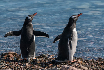 Gentoo penguin couple, Neko Harbor beach, Antarctic Peninsula.