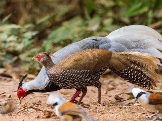 The Silver Pheasant (Lophura nycthemera) is found in montane forests of mainland Southeast Asia, as well as eastern and southern China, with introduced populations in Hawaii and mainland USA.