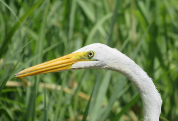 great blue heron in the everglades