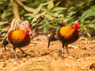 The Red Junglefowl (Gallus gallus) is thought to be the ancestor of the domestic chicken. The jungle fowl was domesticated over 5,000 years ago in Asia and has since spread around the world.