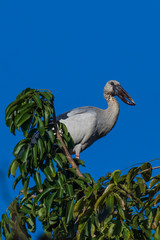 The Asian Openbill (Anastomus oscitans) is a large greyish colored wading bird or stork. Its name derived from the adult birds bill having a distinctive gap which is for feeding on freshwater snails.