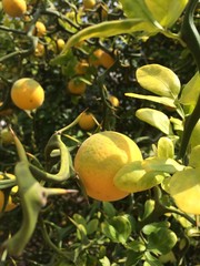 lemons on tree