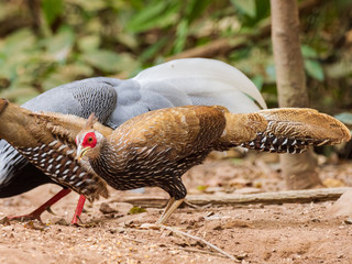 The Silver Pheasant (Lophura nycthemera) is found in montane forests of mainland Southeast Asia, as well as eastern and southern China, with introduced populations in Hawaii and mainland USA.