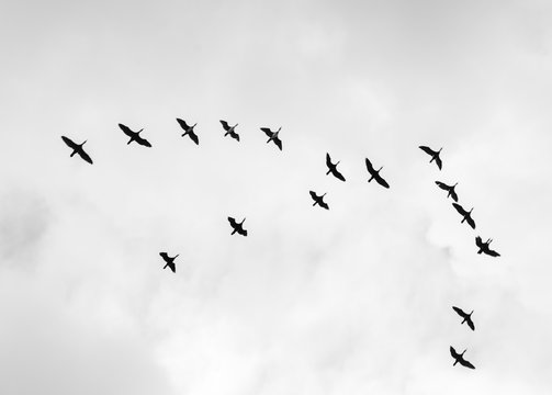Black and white photo of birds in the sky.