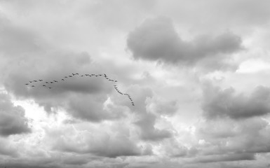Black and white photo of birds in the sky.