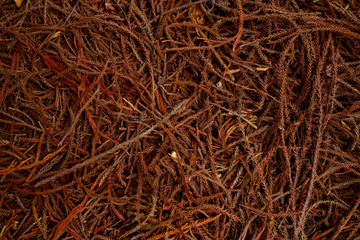 Fototapeta premium texture of thin branches of spruce in warm colors