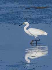 Little Egret (Egretta garzetta) with reflection. It is a small white egret with dark grey-black legs, black bill and a bright yellow naked face.