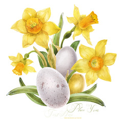 Daffodils and bird eggs Easter bouquet on a white background, traced watercolor