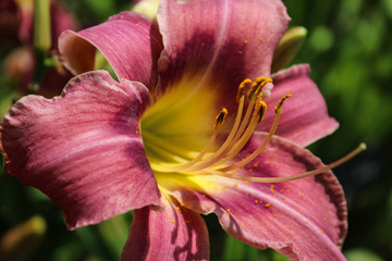 Blooming Lilium