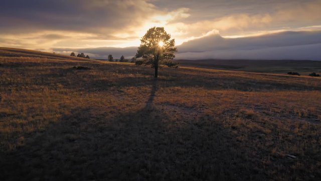 Aerial flying around a heavenly tree with jesus sun rays shining from it at sunset. South Dakota, USA