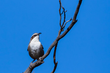 White-browed Babbler (Pomatostomus superciliosus) as its name suggests has a white brow that is long and narrow, curving back from the base of the bill to a fine point at the nape.